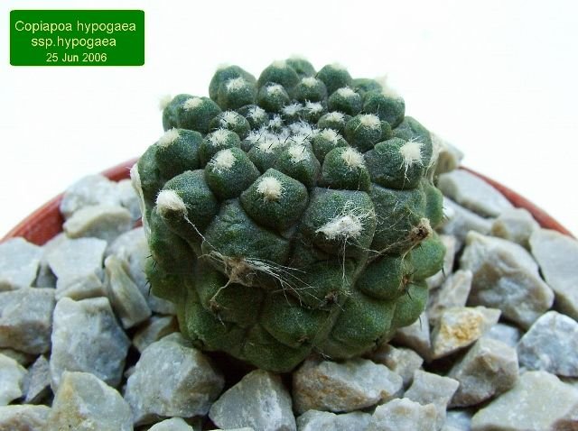 Copiapoa _hypogaea _ssp.hypogaea _04